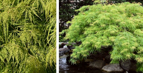 two images of waterfall japanese maple trees one close up and the other in a landscape setting in full view
