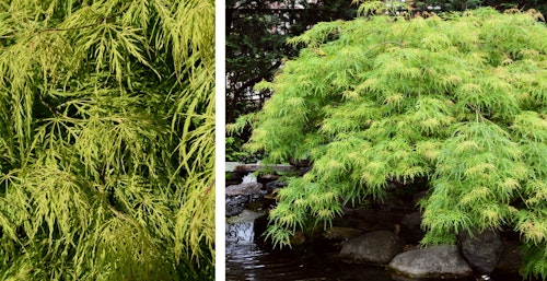 waterfall japanese maple tree two images of waterfall japanese maple trees one close up and the other in a landscape setting in full view