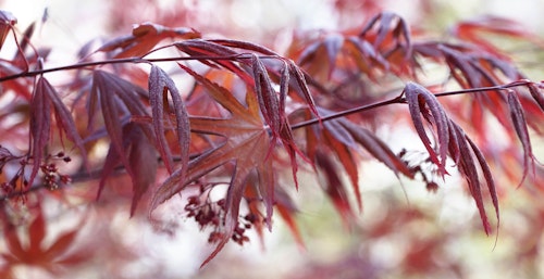 close up of tropenburg japanese maple tree