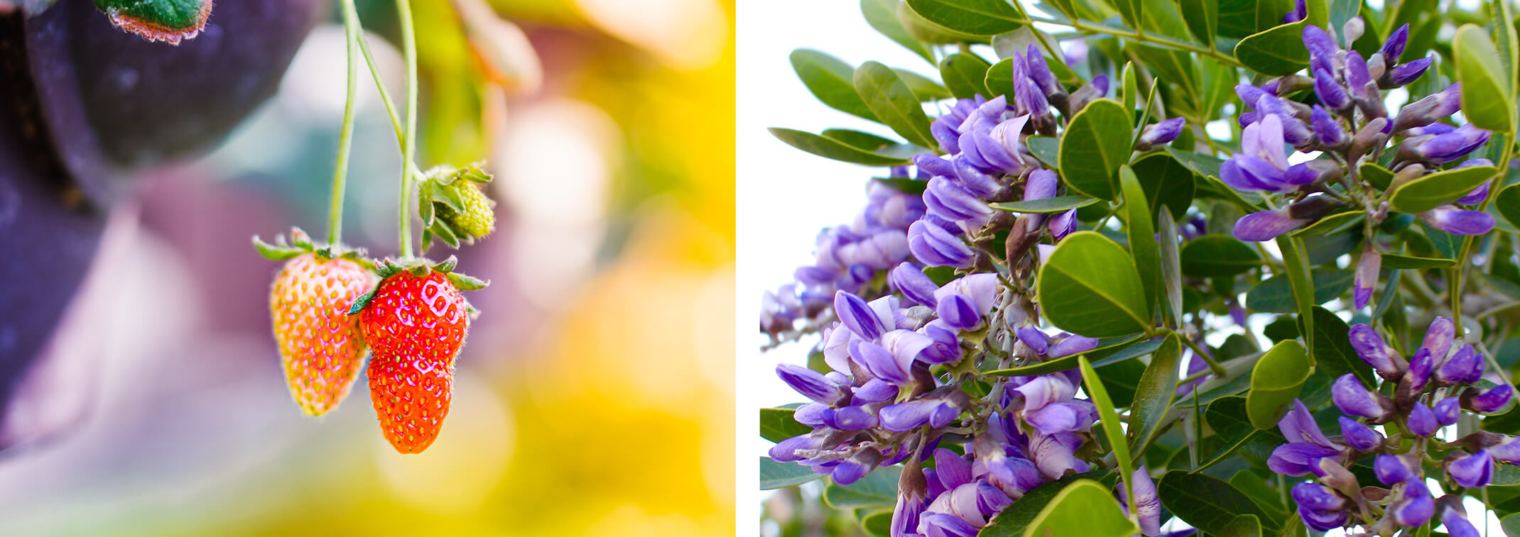 2 images: Strawberries growing and a Texas mountain laurel tree in bloom