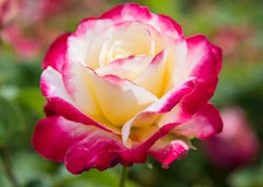 single double delight rose