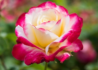 single double delight rose