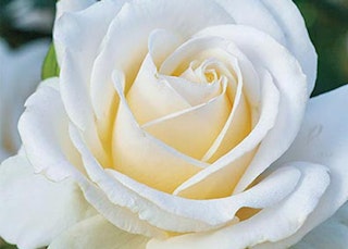 white easy spirit rose