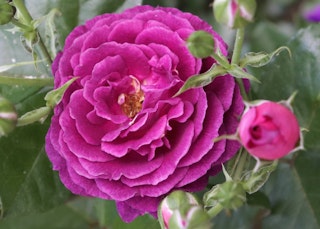 purple ebb tide roses