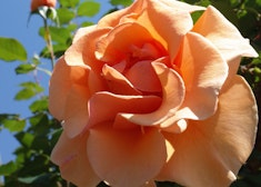 single peach brandy rose