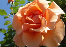single peach brandy rose