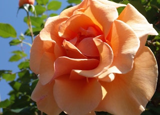 single peach brandy rose