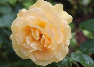 signal yellow julia child rose