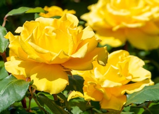 yellow henry fonda roses
