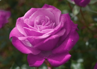 single fragrant plum rose