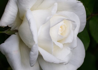 single white sugar moon rose