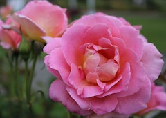 pink tiffany roses in garden