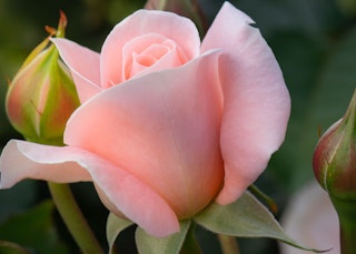 light pink new zealand roses