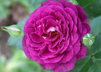 single purple twilight zone rose