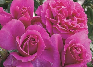 dark pink pretty lady roses