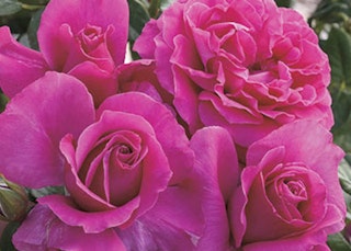 pretty lady roses dark pink pretty lady roses