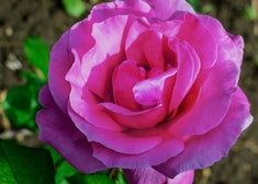 pinkish purple perfume factory rose