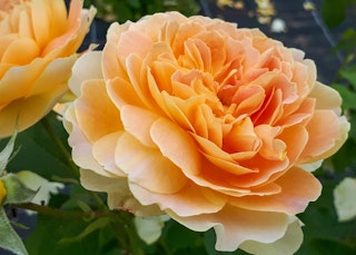 forever amber rose spring 