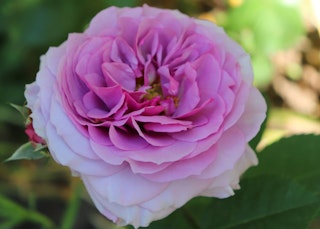 sweet madame blue spring rose
