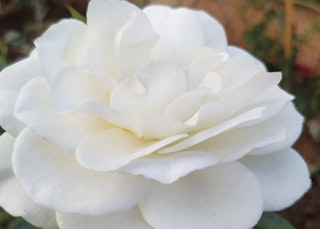 white pope john paul ii rose