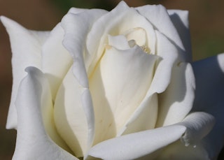 white john f kennedy rose 