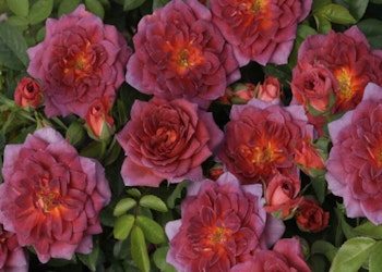 midnight fire roses midnight fire roses