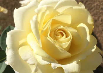 single chantilly cream rose