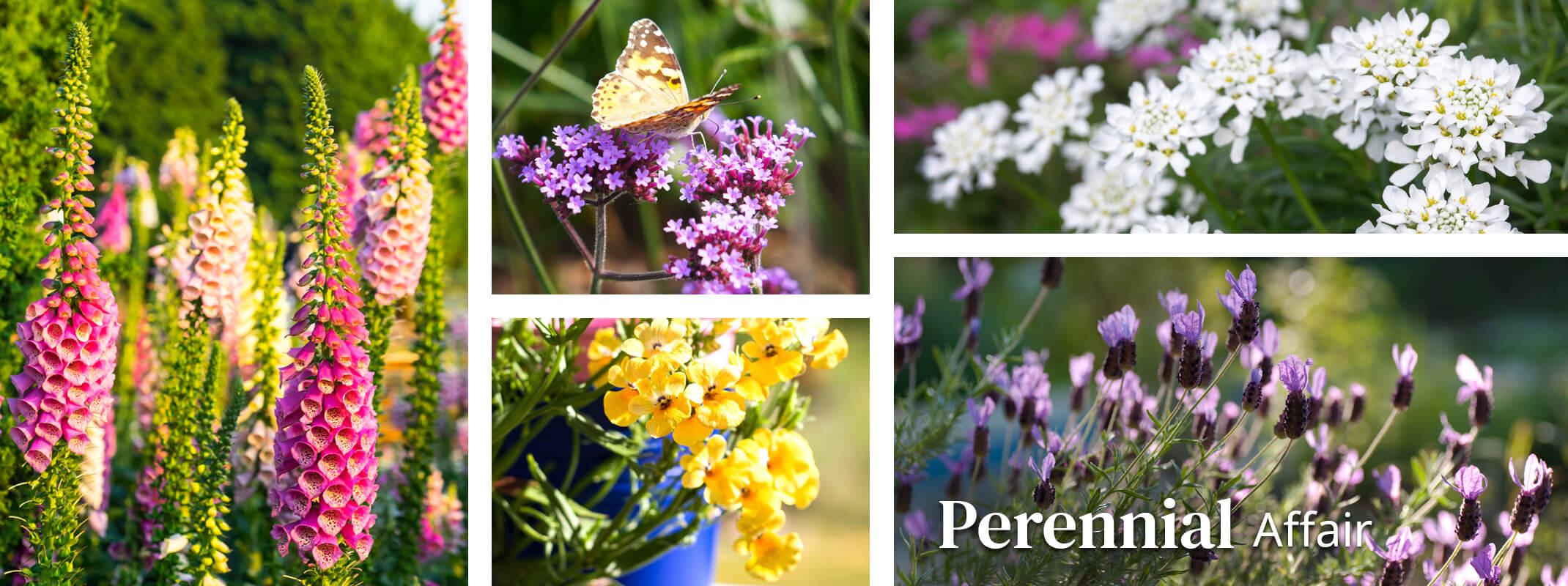 Perennials that include digitalis, verbena, nemesia, iberis and spanish lavender with the words that say perennial affair