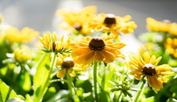 yellow rudbeckia flowers