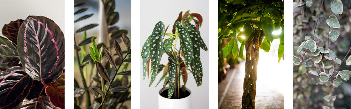 closeups of 5 different houseplant varieties