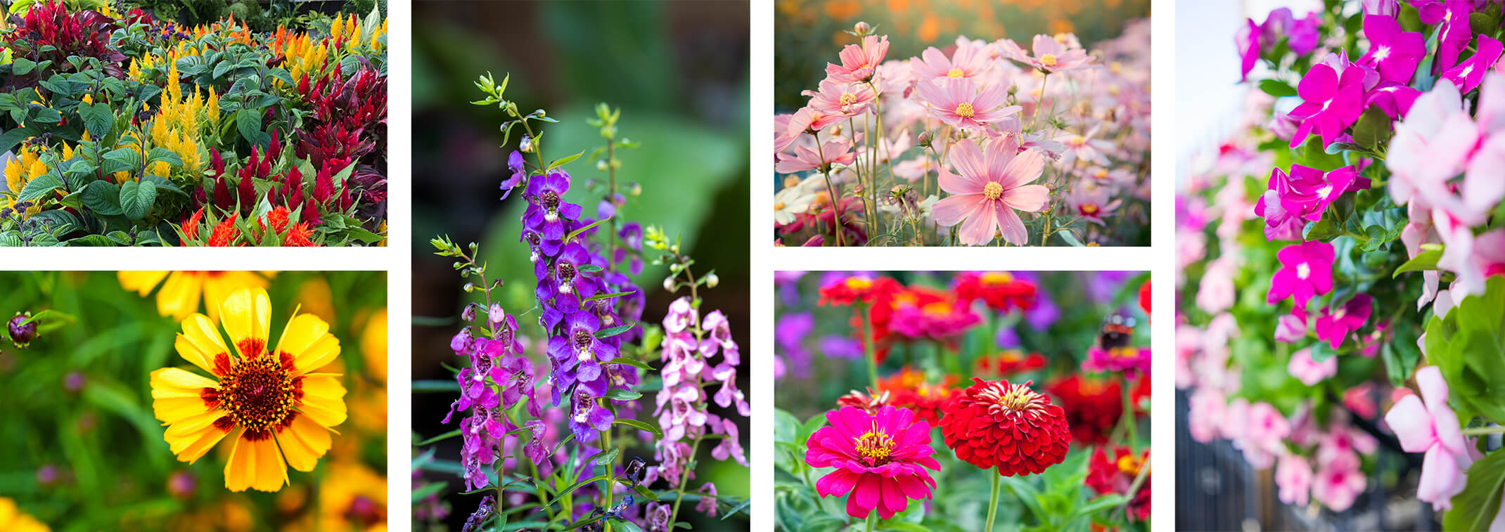 a collage of flowers including: celosia, coreopsis, angelonia, cosmos and vinca, zinnia,  