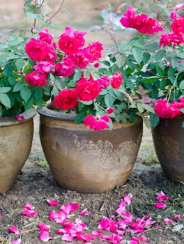 Pink Potted Roses