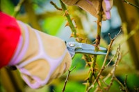 A closeup of someone pruning roses with gloves on