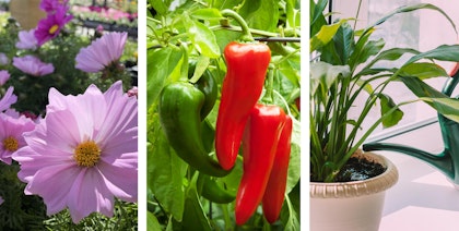 pink cosmos, hot red and green pepper plant, and person watering their peace lily houseplant