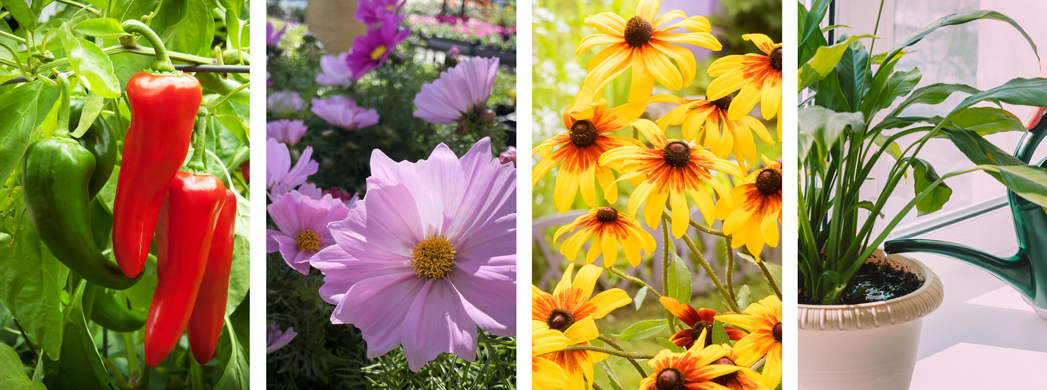 april gardening tips calendar images pepper plant, cosmos flowers, rudebeckia and a person watering their houseplant