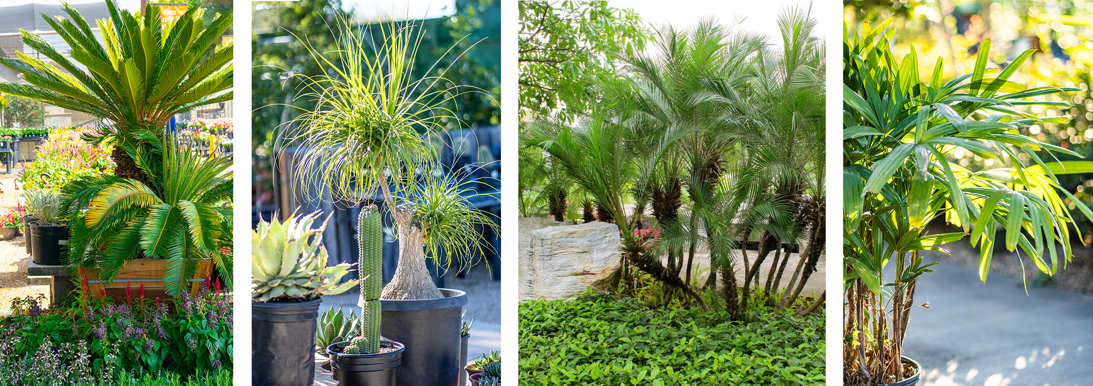 Pictures of 4 Palm Varieties: Sago Palm, Ponytail Palm, Pygmy Date Palm, and Broadleaft Lady Palm