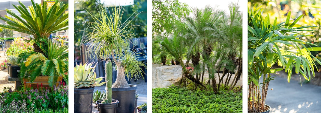 Pictures of 4 Palm Varieties: Sago Palm, Ponytail Palm, Pygmy Date Palm, and Broadleaft Lady Palm