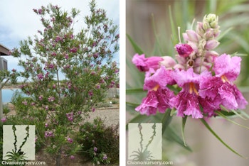 Bubba Desert Willow