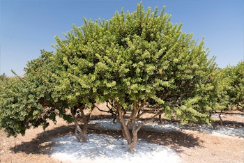 Mastic Tree