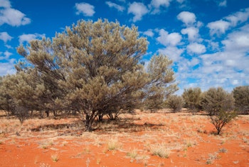 Mulga Tree