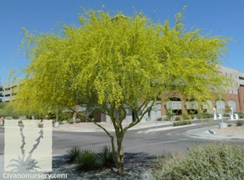 Desert Museum Palo Verde Tree in Bloom
