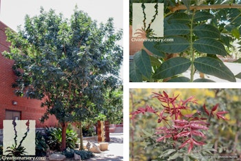 3 pictures of the Red Push Pistache tree - 2 from Civano Nursery and 1 from Mountain States Wholesale Nursery