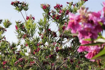  Chilopsis linearis ‘Lopur’ PP #28,902 Desert Diva® (Desert Diva® Desert Willow)