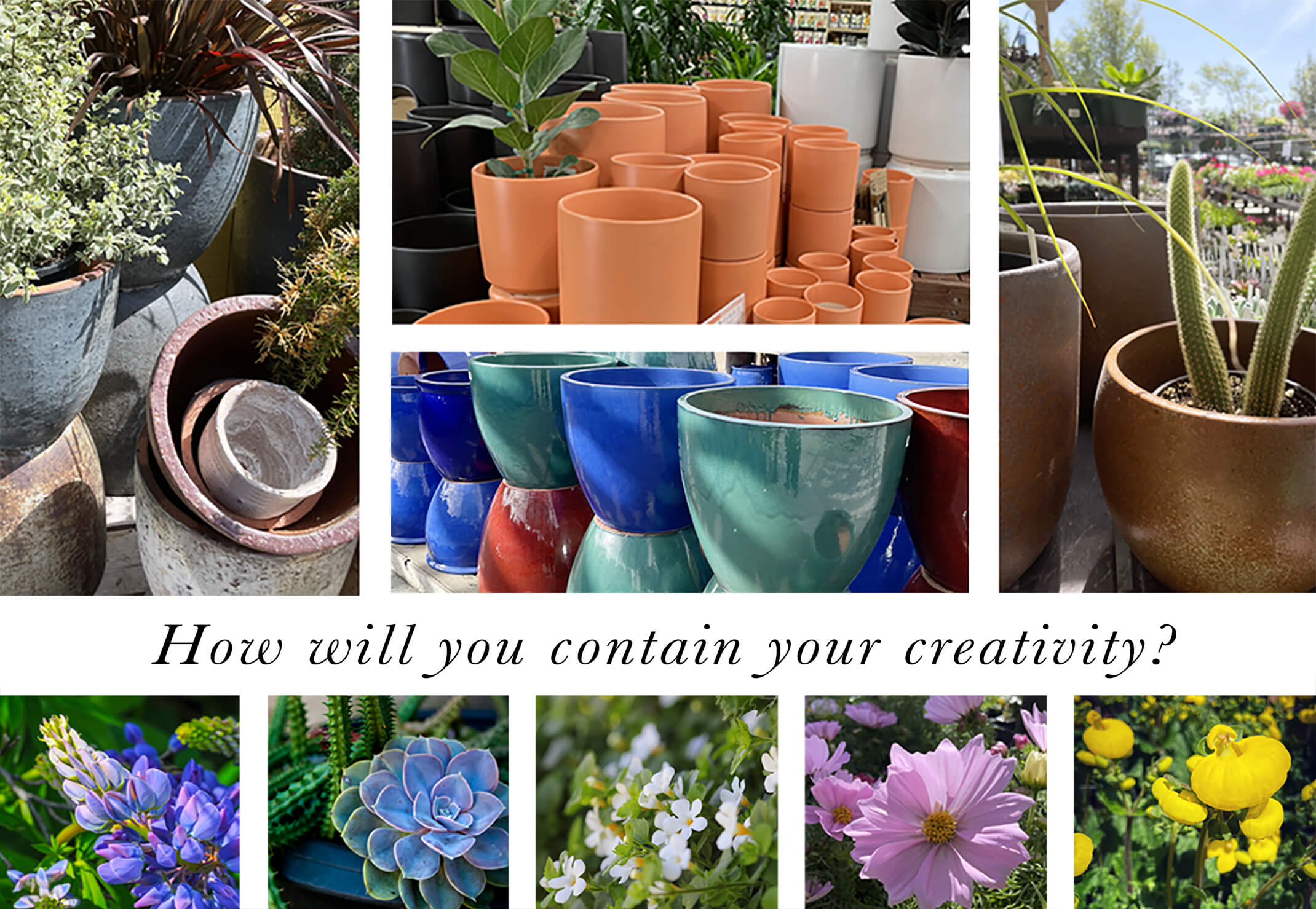 Assorted pottery and perennials and succulents container gardening with the words how will you contain your creativity?