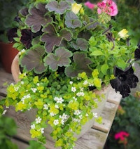 container gardening from cupertino custom creation with geraniums, bacopa, black petunias