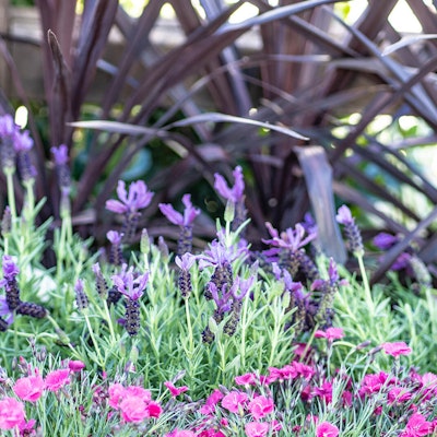 Purple ornamental grass, lavender flowers and pink flowers