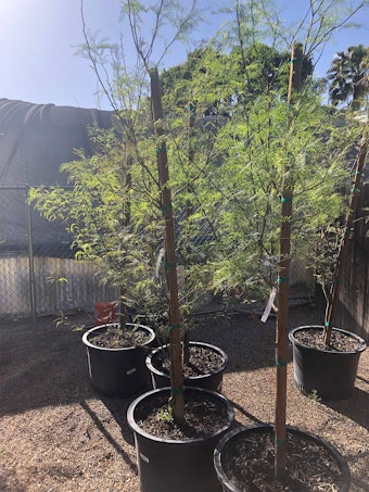 Cooper's Mesquite tree