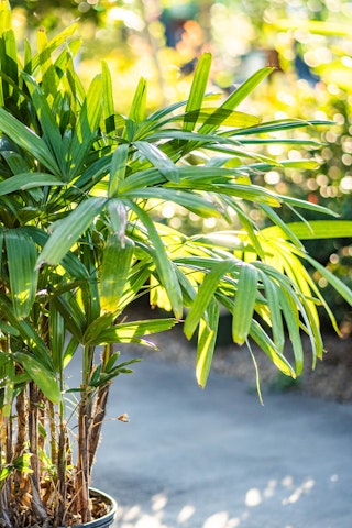 Broadleaf Lady Palm