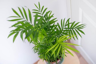 Parlor Palm