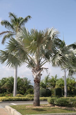 Bismarck Palm